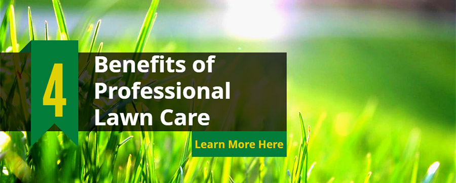 Professional Lawn Care Services: Healthy Lawns in Less Time