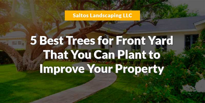 5 Best Trees for Front Yard and How They Will Benefit You