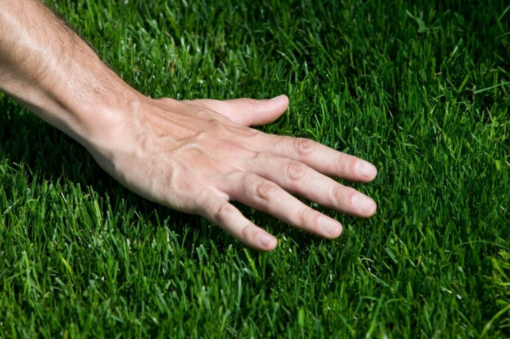 How to Make Bermuda Grass Thicker Complete Guide