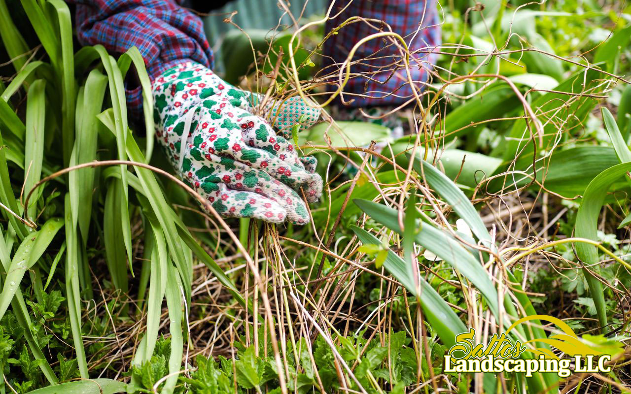 weeding lawn in winter